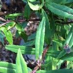 Angelonia biflora leaf picture by Hugo SANTACREU (cc-by-sa)