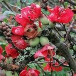 Chaenomeles japonica fruit picture by Mariusz Staniszewski (cc-by-sa)