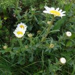 Leucanthemum ircutianum habit picture by izu jose (cc-by-sa)