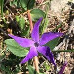 Vinca herbacea flower picture by Шамхалов Магомед (cc-by-sa)