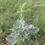 Salvia argentea habit picture by Emanuele Santarelli (cc-by-sa)