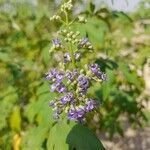 Vitex negundo flower picture by M. Hedayat (cc-by-sa)