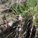 Lithophragma glabrum flower picture by Linda Lawliss (cc-by-sa)