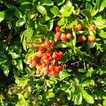 Pyracantha coccinea fruit picture by ginger plantt (cc-by-sa)