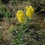 Linaria angustissima habit picture by Michel Michel MONTEIL (cc-by-sa)