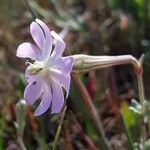 Silene sericea flower picture by Emmanuel Cosson (cc-by-sa)