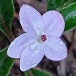 Pseuderanthemum variabile flower picture by Boris Therock (cc-by-sa)