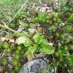 Pyrola minor leaf picture by Dana Sukova (cc-by-sa)