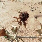 Eryngium maritimum fruit picture by Bernardo Cañiza (cc-by-sa)