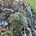 Draba aizoides habit picture by Fabien Anthelme (cc-by-sa)