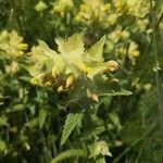 Rhinanthus alectorolophus flower picture by Max TC (cc-by-sa)