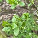 Euonymus europaeus leaf picture by johann (cc-by-sa)