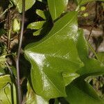 Passiflora obtusifolia leaf picture by Nelson Zamora Villalobos (cc-by-nc)