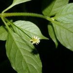 Alternanthera lanceolata flower picture by Nelson Zamora Villalobos (cc-by-nc)