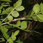 Zanthoxylum limoncello leaf picture by Nelson Zamora Villalobos (cc-by-nc)