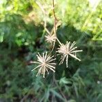 Bidens subalternans fruit picture by Mauro il tornitore (cc-by-sa)