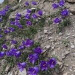 Campanula alpestris habit picture by Daniel Barthelemy (cc-by-sa)