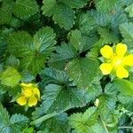 Potentilla indica habit picture by Manuel Barón (cc-by-sa)