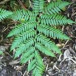 Lophosoria quadripinnata habit picture by Daniel Barthelemy (cc-by-nc)