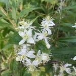 Clematis virginiana flower picture by William Wattles (cc-by-sa)