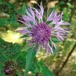 Centaurea jacea flower picture by Petr Klement (cc-by-sa)