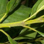 Vochysia guatemalensis leaf picture by Nelson Zamora Villalobos (cc-by-nc)