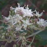 Lawsonia inermis flower picture by Denis Bastianelli (cc-by-sa)