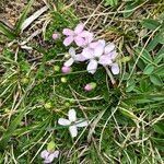 Petrocallis pyrenaica habit picture by Louise Fulchiron (cc-by-sa)