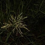 Panicum aquaticum habit picture by Nelson Zamora Villalobos (cc-by-nc)