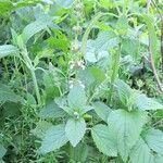 Teucrium vesicarium habit picture by Trap Hers (cc-by-sa)