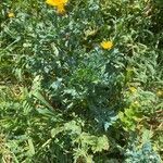 Glebionis segetum habit picture by Francois Mansour (cc-by-sa)