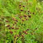 Juncus marginatus flower picture by Matthew Horrigan (cc-by-sa)