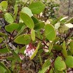 Arctostaphylos patula leaf picture by Nicole Nicole (cc-by-sa)