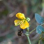 Senna obtusifolia flower picture by Maarten Vanhove (cc-by-sa)