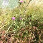 Cirsium vulgare habit picture by Fredrik Härlin (cc-by-sa)