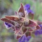 Ajuga genevensis fruit picture by Yoan MARTIN (cc-by-sa)