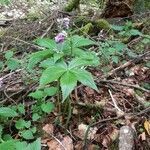 Cardamine pentaphyllos habit picture by Jean-François Baudin (cc-by-sa)