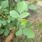 Rhynchosia minima leaf picture by Rakesh Verma (cc-by-sa)