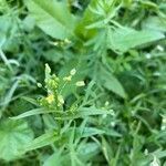 Camelina sativa flower picture by Hartmut Schmalz (cc-by-sa)