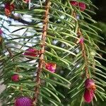 Picea sitchensis flower picture by Dieter Albrecht (cc-by-sa)