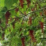 Idesia polycarpa fruit picture by Craig Roger (cc-by-sa)