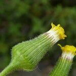 Senecio lividus flower picture by Llandrich anna (cc-by-sa)