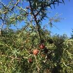 Juniperus oxycedrus fruit picture by cesar sanchez (cc-by-sa)