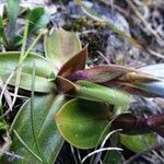 Gentiana clusii leaf picture by Alain Bigou (cc-by-sa)