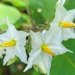 Solanum robustum flower picture by jim Seychelles (cc-by-sa)