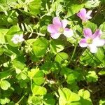 Oxalis violacea habit picture by Eli Small (cc-by-sa)