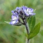 Veronica alpina habit picture by Yoan MARTIN (cc-by-sa)