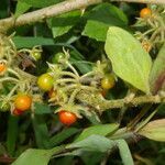 Solanum jamaicense fruit picture by Nelson Zamora Villalobos (cc-by-nc)