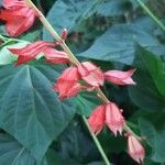 Salvia splendens flower picture by Nishioka Paulo (cc-by-sa)