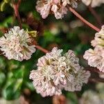 Eriogonum parvifolium flower picture by Johnny Poppyseed (cc-by-sa)